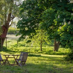 brown wooden bench under green tree during daytime